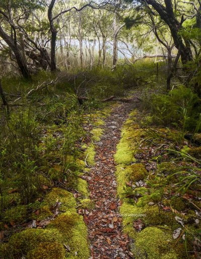 Lake Allom (4)
