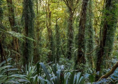 Lamington NP Scenes (4)