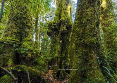 Lamington NP Scenes (5)