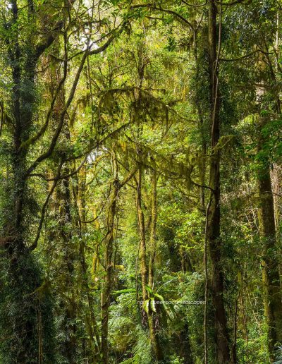 Lamington NP forest
