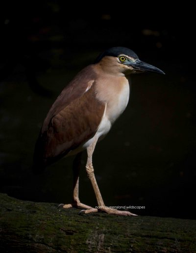 Night Heron