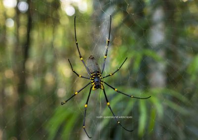 Orb Weaver Spider (1)