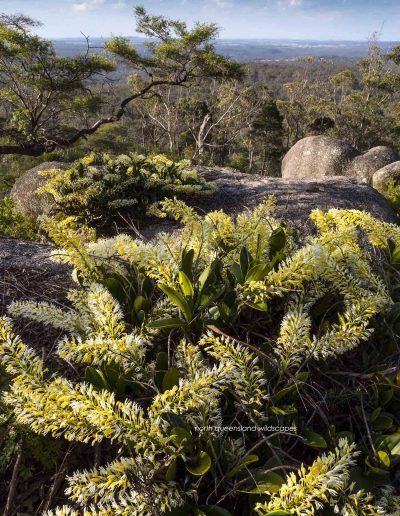 Orchids Bald Rock NP 1