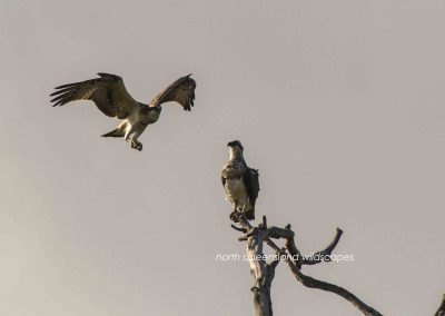 Ospreys