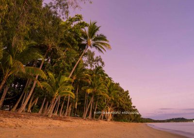 Palm Cove (2)