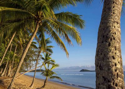 Palm Cove (3)
