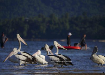 Pelicans (1)