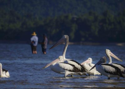 Pelicans (2)
