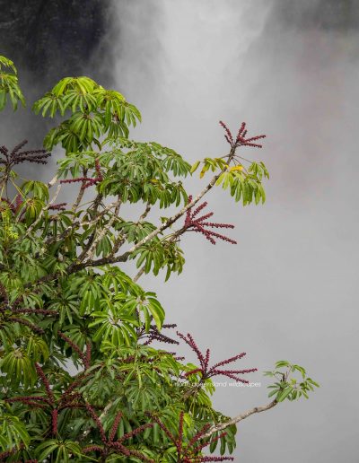 Precipitous Plants Umbrella Tree at Wallaman Falls