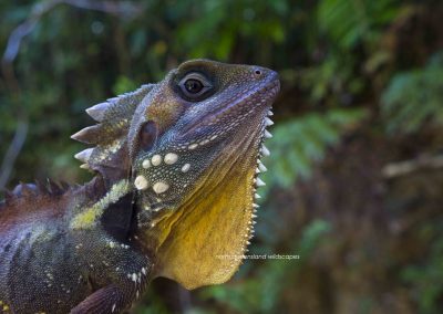 Rainforest Dragon