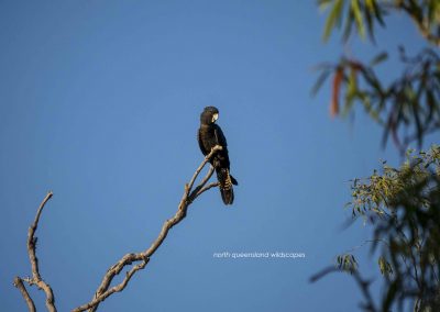 Red Tailed Black Cockatoo