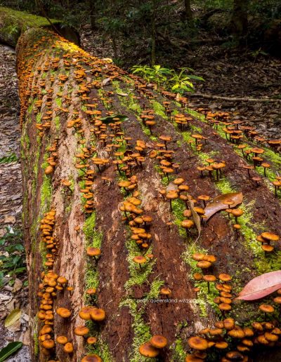 Satinay Forest (1)