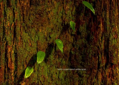 Satinay Forest (2)