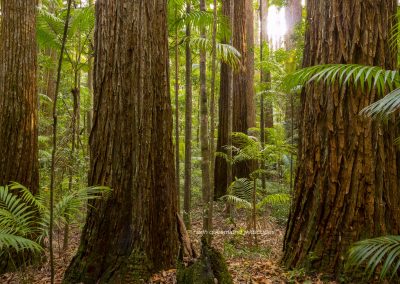 Satinay Forest (3)