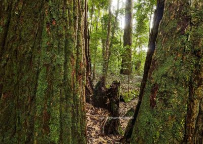 Satinay Forest (4)