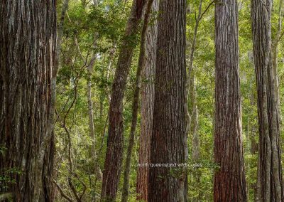 Satinay Forest (5)