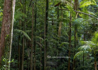 Satinay Forest (6)