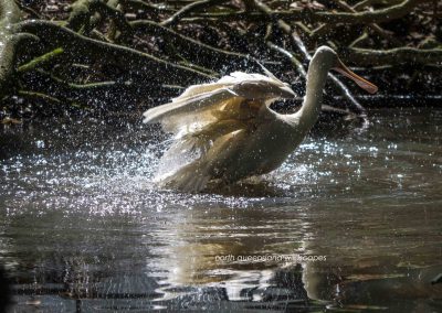 Spoonbill