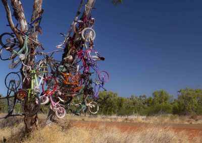 The Bike Tree