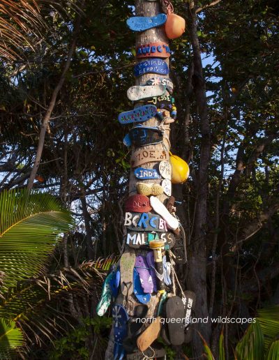 The Thong Tree