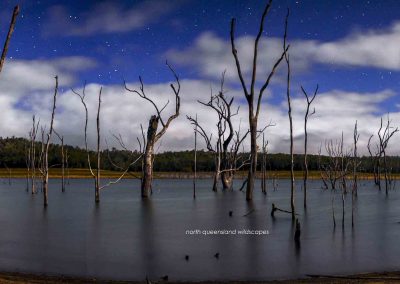 Tinaroo Forest at night