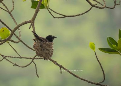 Wagtail