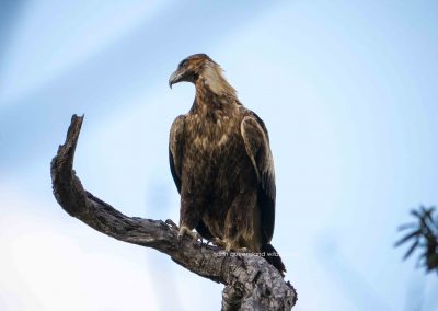 Wedge Tailed Eagle (1)