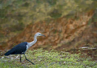 White Necked Heron (1)