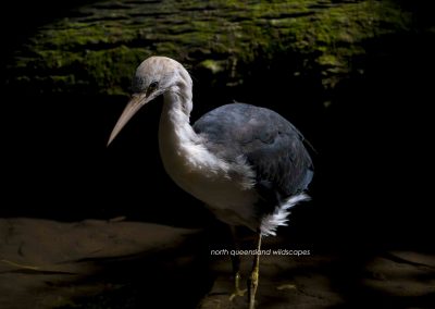 White Necked Heron (2)