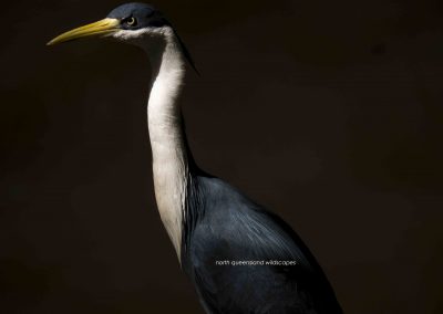 White Necked Heron (3)