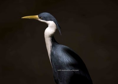 White Necked Heron (4)